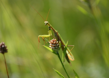 Europäische Gottesanbeterin (Mantis religiosa) - © Emanuel Trummer